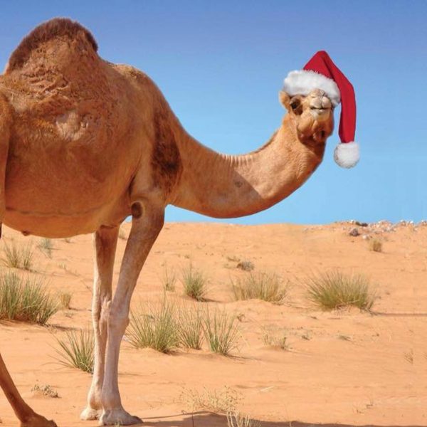 Camel in desert with christmas hat on.
